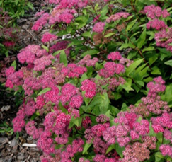     Spiraea japonica Froebelii 